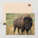 Suche nach amerikanischer büffel postkarten Bison
