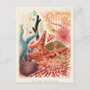 Suche nach stachelhäuter postkarten Vintag