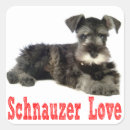 Suche nach miniature schnauzer aufkleber Welpe