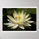 Suche nach lotus blume poster Teich