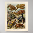 Suche nach kunstformen der natur poster Haeckel