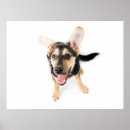 Suche nach hundewelpen poster Niedlich