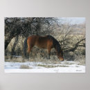 Suche nach mustang poster Reiter