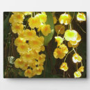 Suche nach orchidee fotoplatten Natur