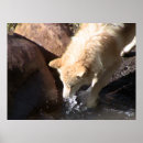 Suche nach grauwölfe poster Natur
