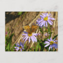 Suche nach aster blume postkarten Ostern