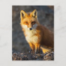 Suche nach foxy postkarten Niedlich