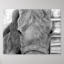 Suche nach graphit poster Pferd