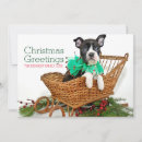 Suche nach terrierwelpe Farbbild