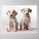 Suche nach zwei tiere poster Keine leute