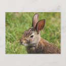 Suche nach wilde hasen postkarten Tierwelt