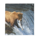 Suche nach bear notizblock Alaska