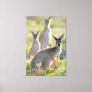 Suche nach koala leinwandbilder Australie