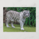 Suche nach tiger foto postkarten Zoo