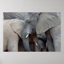 Suche nach mutter afrika poster Elefanten
