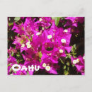 Suche nach hawaiisch postkarten Blume