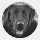 Suche nach labrador foto aufkleber Niedlich