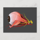 Suche nach retina poster Körperteile