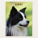 Suche nach ich und mein hund planer Border collie