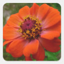 Suche nach zinnia aufkleber Orange
