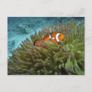 Suche nach clownfische postkarten Anemone