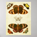 Suche nach lepidoptera poster Schmetterling