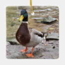 Suche nach wasservogel ornamente Mallard