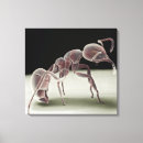 Suche nach wirbellos leinwandbilder Mikrografie