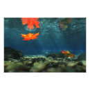 Suche nach kieser poster Gelb