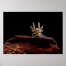 Suche nach larve poster Tier