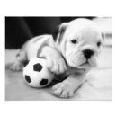 Suche nach englischer fußball poster Hund
