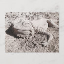 Suche nach iguana postkarten Lizard