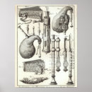 Suche nach dudelsack poster Unverschämt
