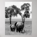 Suche nach elefante poster Afrika