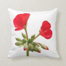 Suche nach pelargonie Mit blumen