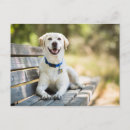Suche nach pet postkarten Puppy