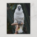 Suche nach exotische tiere postkarten Kakadu