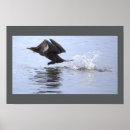 Suche nach kormoran poster Vögel