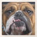 Suche nach english untersetzer Tiere