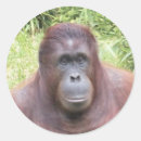 Suche nach orang utan aufkleber Affe