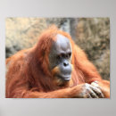 Suche nach orangutan poster Tiere