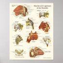 Suche nach schultern poster Muskeln