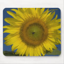 Suche nach sonnenblumen mousepads Blumig
