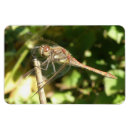 Suche nach dragonfly magnete Insekten