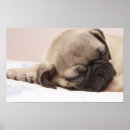 Suche nach sleeping poster Pet