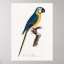 Suche nach parkett poster Papageien