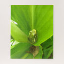 Suche nach frosch puzzle Grün