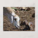 Suche nach für neugeborenes postkarten Kind