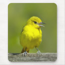 Suche nach singvögel mousepads Wildvogel