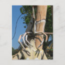 Suche nach garnele postkarten Spaß